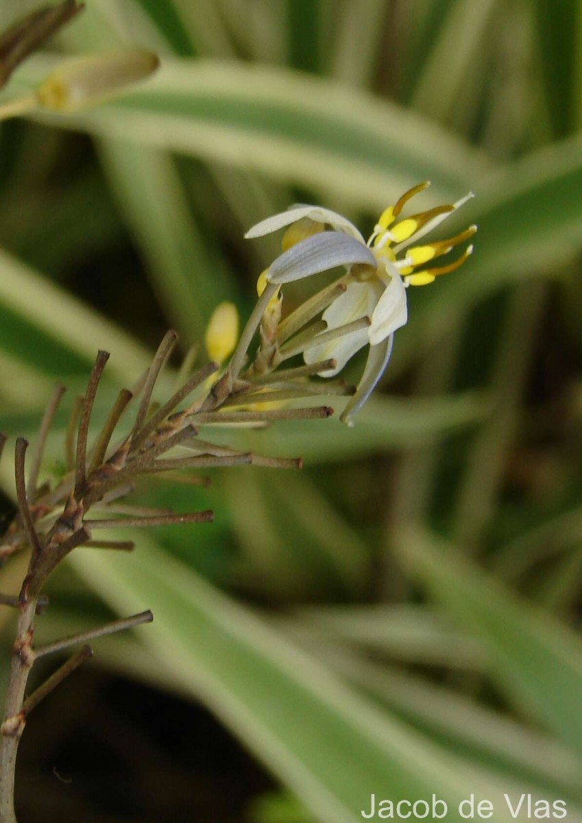Dianella ensifolia (L.) Redouté